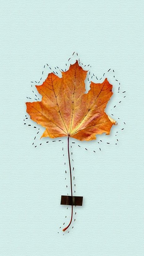 Leaf ★ Find more autumn & other seasonal wallpapers for your #iPhone…
