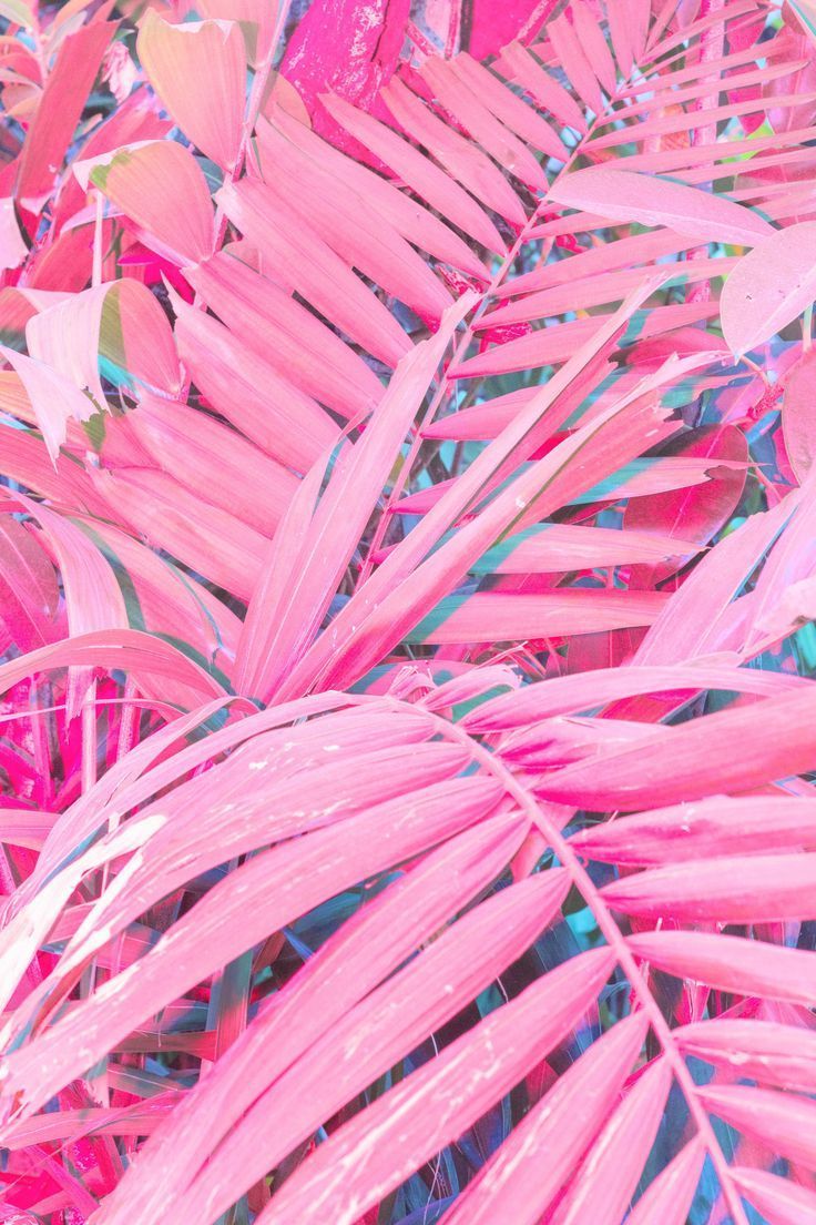 Cru Camara. floral series where she plays with inversed colors and colorful neon lights