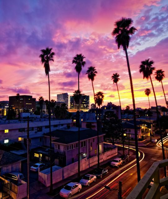 Palm Trees under a violet sky