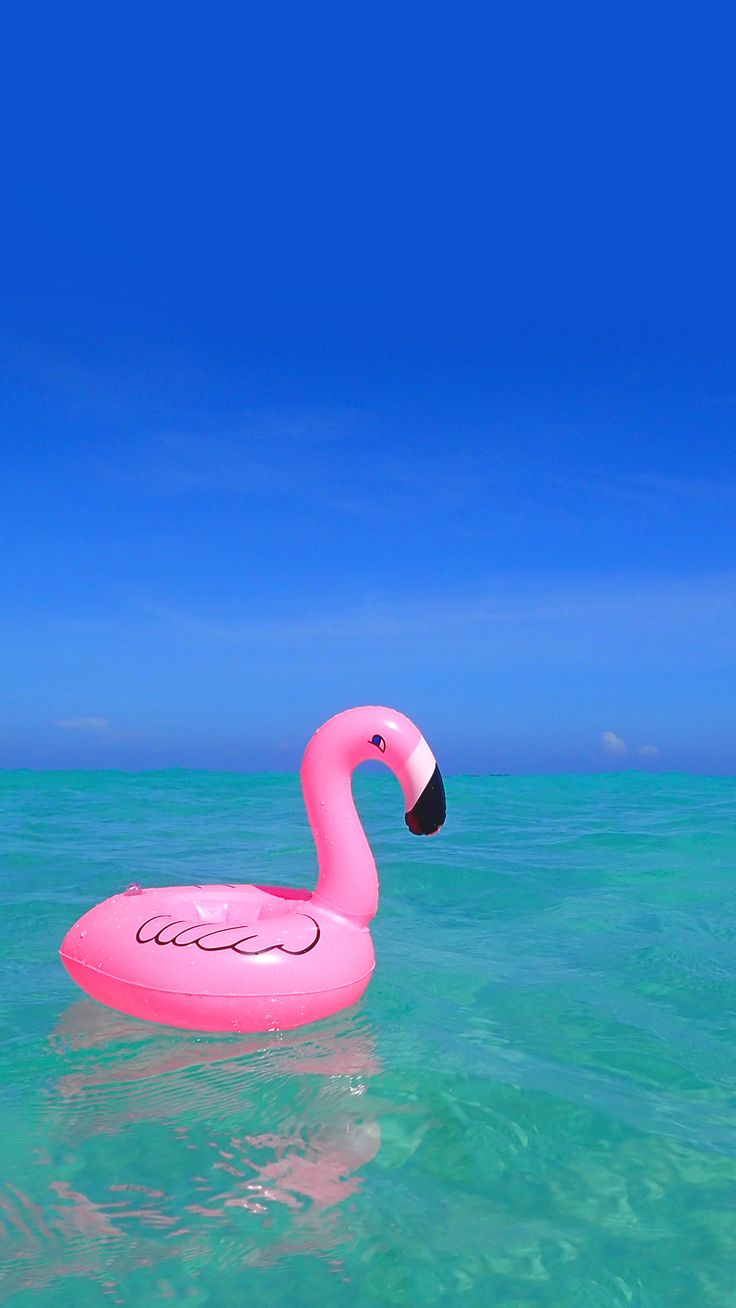 Flamingos in the sea | Stylish iPhone wallpapers