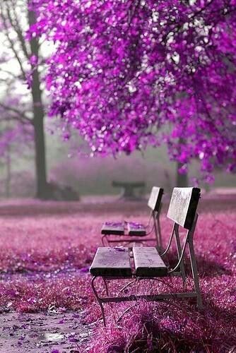 Purple place...