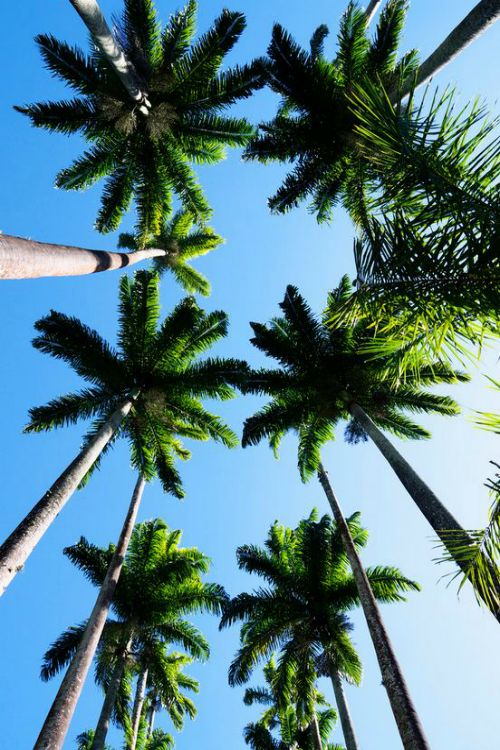 bright blue sunny skies and happy palm trees of LA.