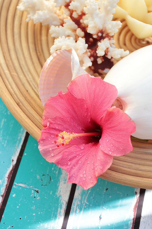 Perfect inspiration! Love the color scheme for a beach wedding | Adventure Planned Honeymoons | www.adventurespla... | #hawaii #destinationwedding