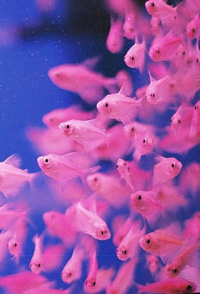 .Little pink fishies.