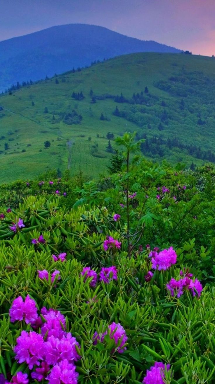 Live Wallpaper For Android	live #wallpaper #for #android #androidwallpapers #phonewallpapers