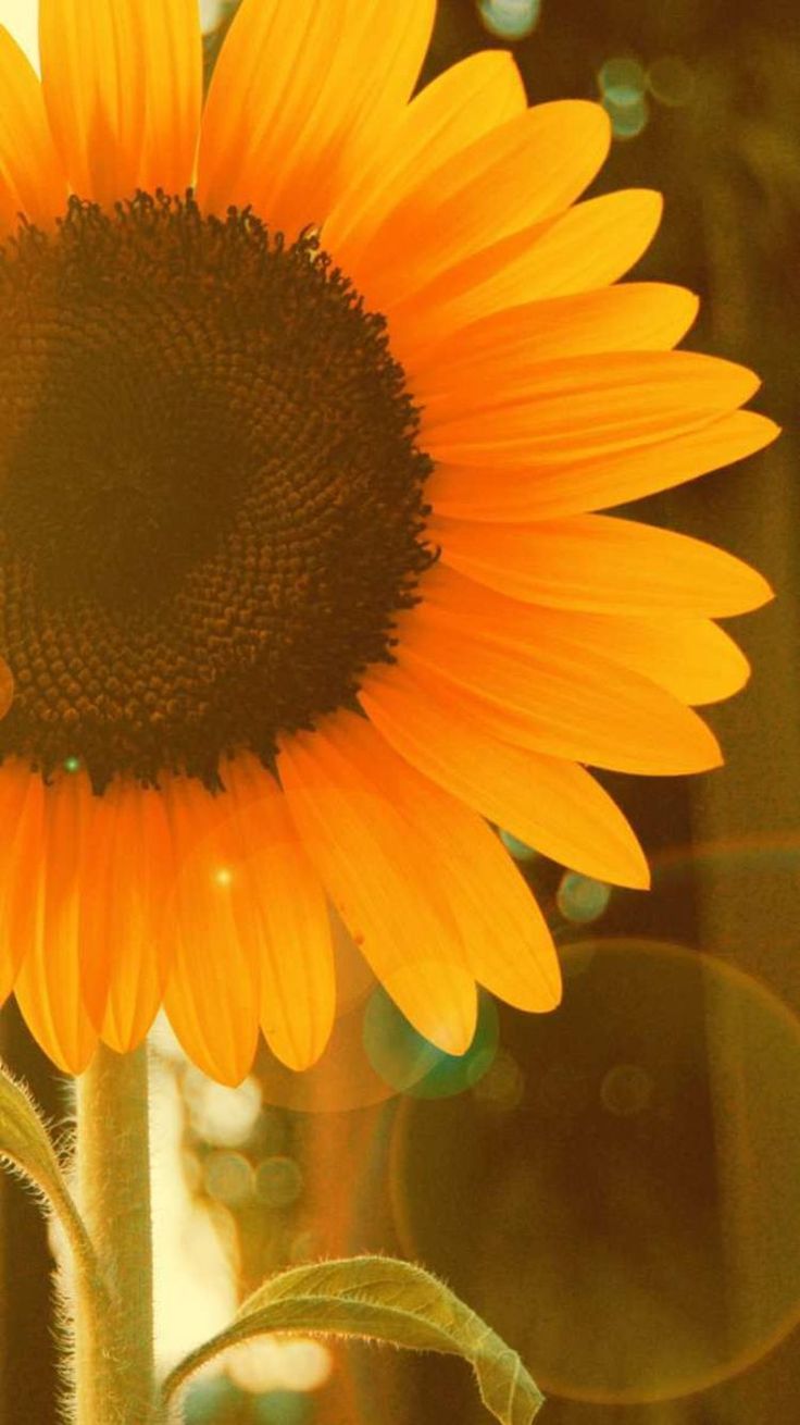 Red Color Wallpaper Android	red #color #wallpaper #android #androidwallpapers #phonewallpapers