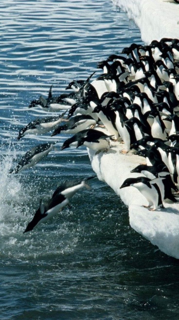 Why Does Android Wallpaper Zoom In	why #does #android #wallpaper #zoom #in 