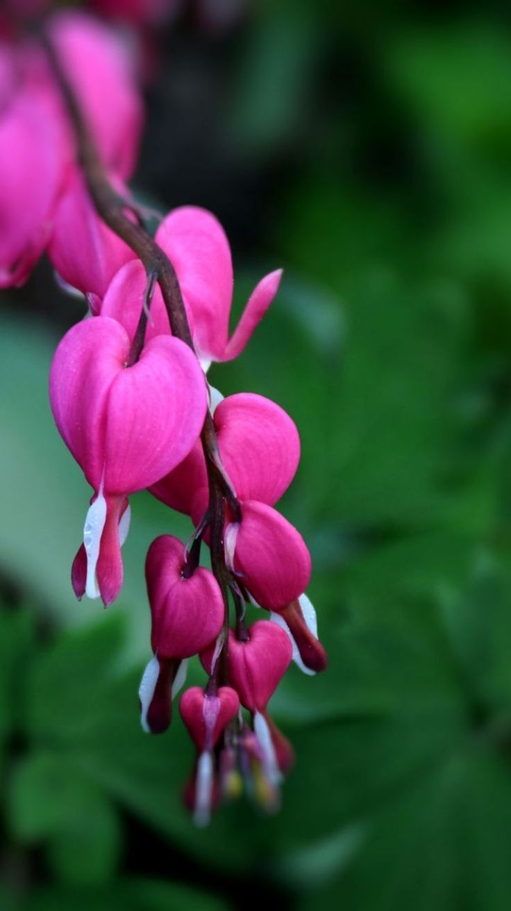 Wallpaper Android White Guitar	wallpaper #android #white #guitar #androidwallpapers #phonewallpapers