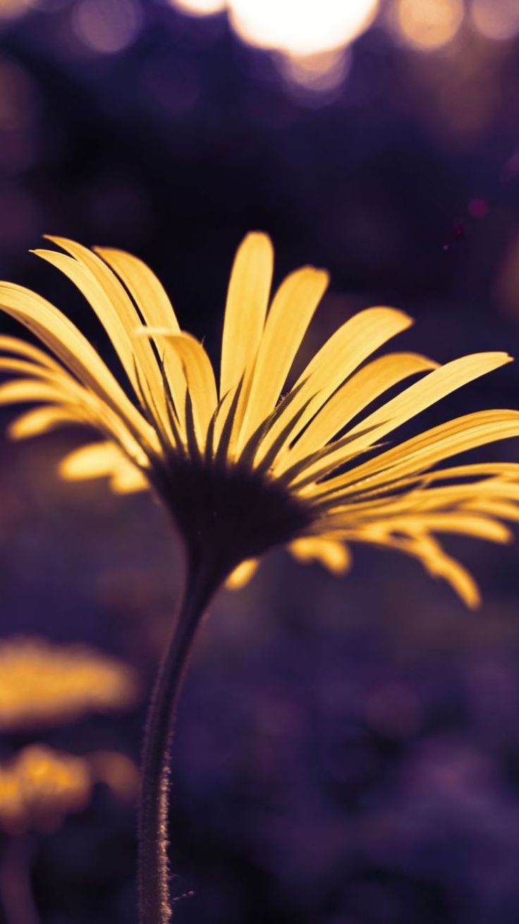 Wallpaper Ultra Hd For Android	wallpaper #ultra #hd #for #android #androidwallpapers 