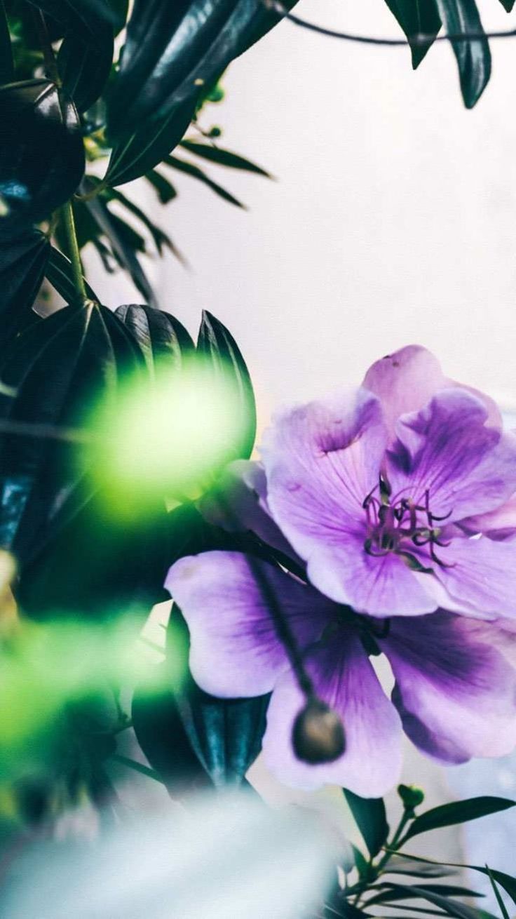 Aplicativo Wallpapers Que Se Mexem Para Android	aplicativo #wallpapers #que #se #mexem #para 