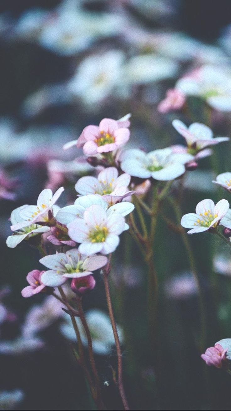 Best Wallpapers For Android Free Download	best #wallpapers #for #android #free #download 