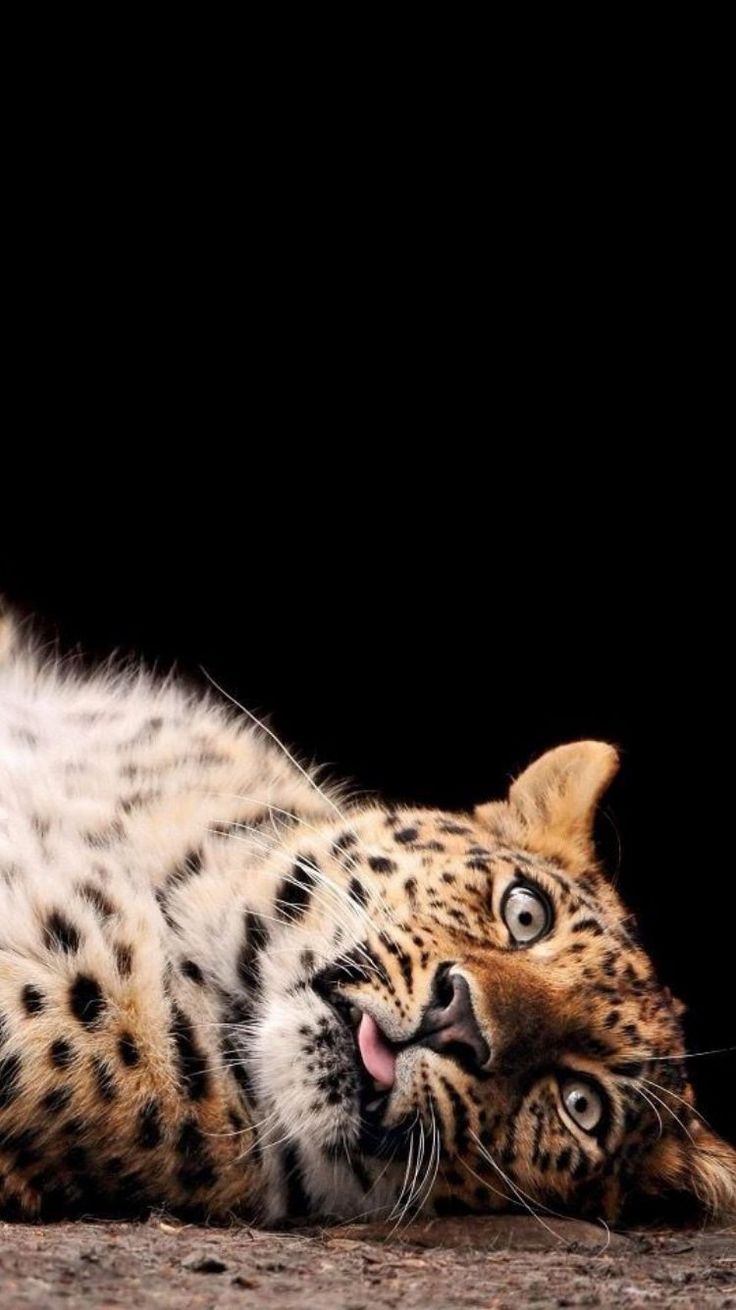 Free Red Wallpapers For Android	free #red #wallpapers #for #android #androidwallpapers 