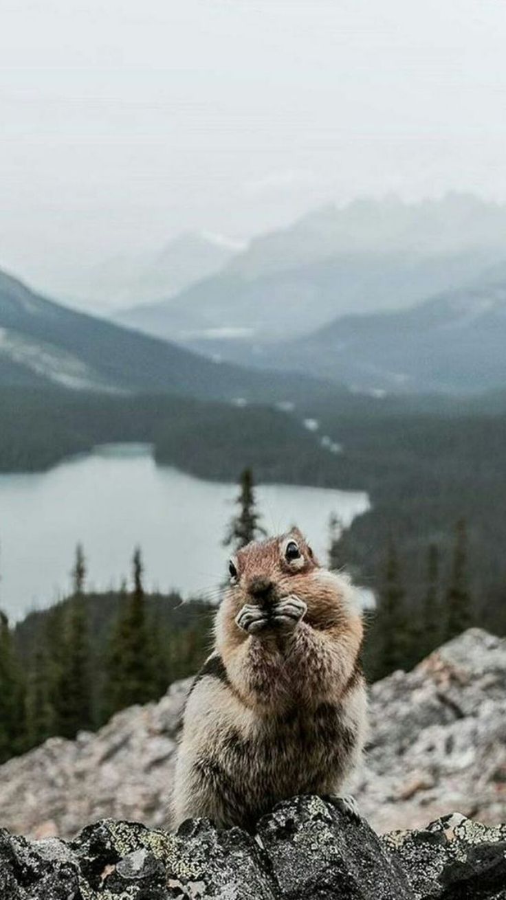 Android Wallpaper For Iphone	android #wallpaper #for #iphone #androidwallpapers #phonewallpapers