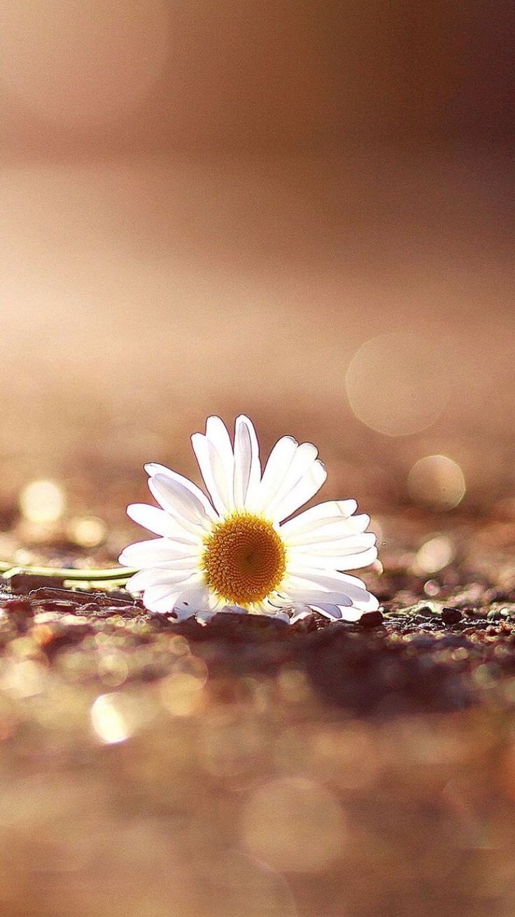 Windows Xp Wallpapers For Android Free Download	windows #xp #wallpapers #for #android #free 