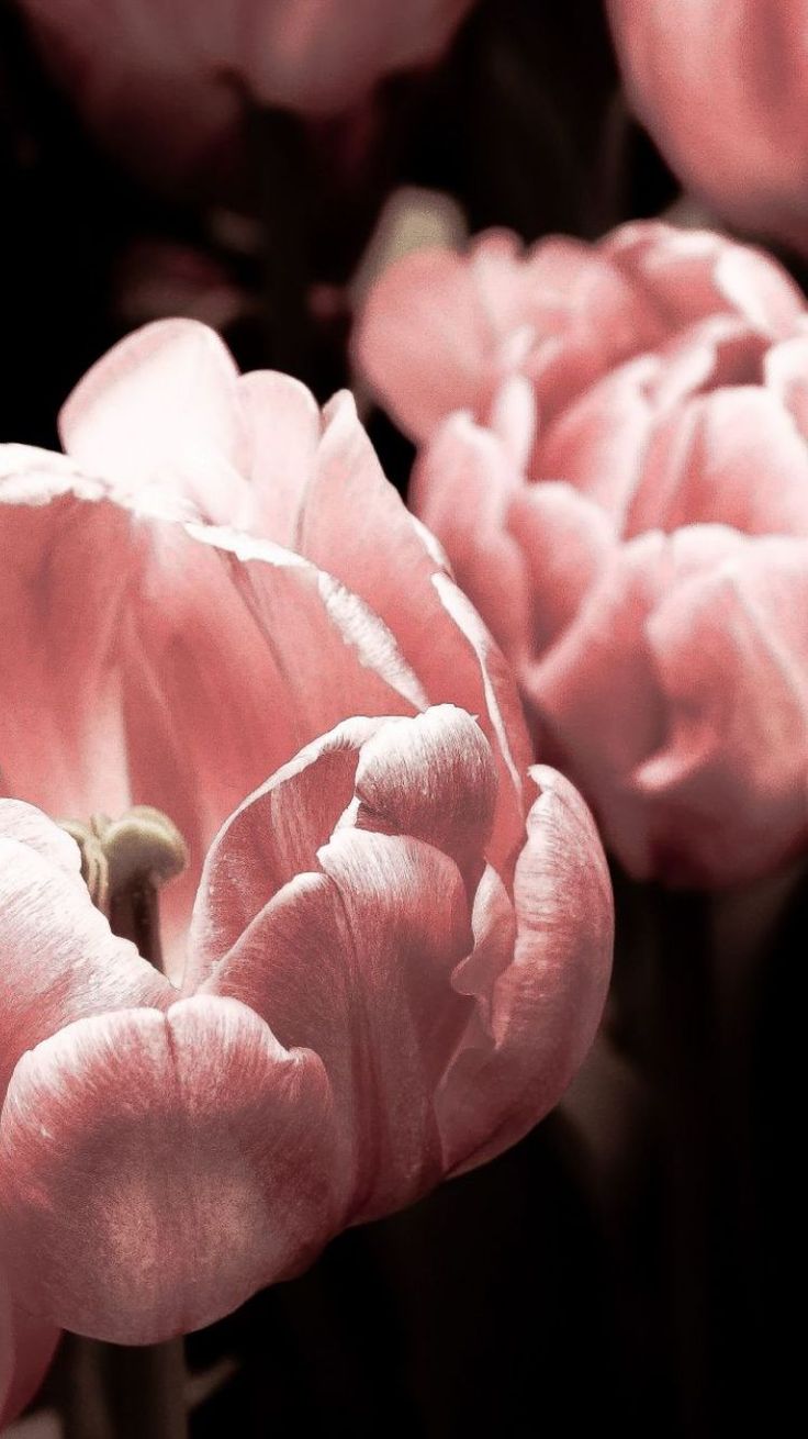 Lg Android Live Wallpaper Free Download	lg #android #live #wallpaper #free #download 