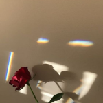 36 Elegant Flower Wallpapers You Need to Save wallpaper, flower,rose, sunflower