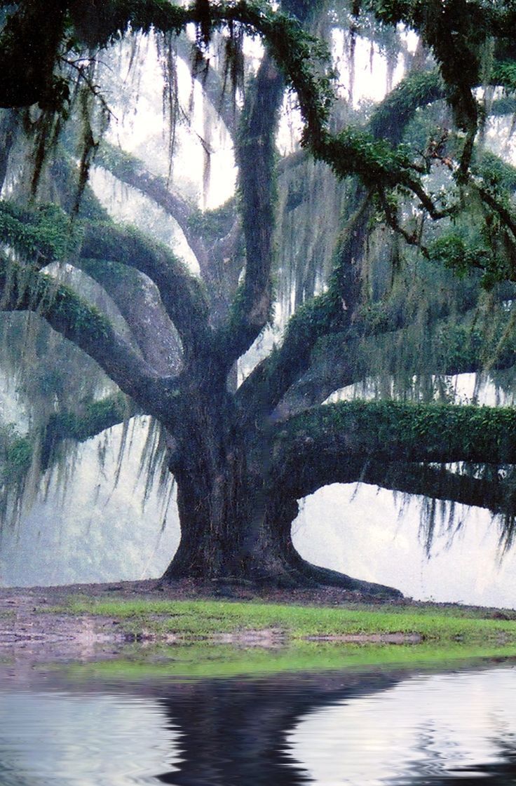 Jungle Gardens located on Avery Island, 50 min from Lafayette or 2.5 hrs from New Orleans Discover beautiful places on earth. Travel the world of your dreams. …#travel #wanderlust #gardens #nature #be