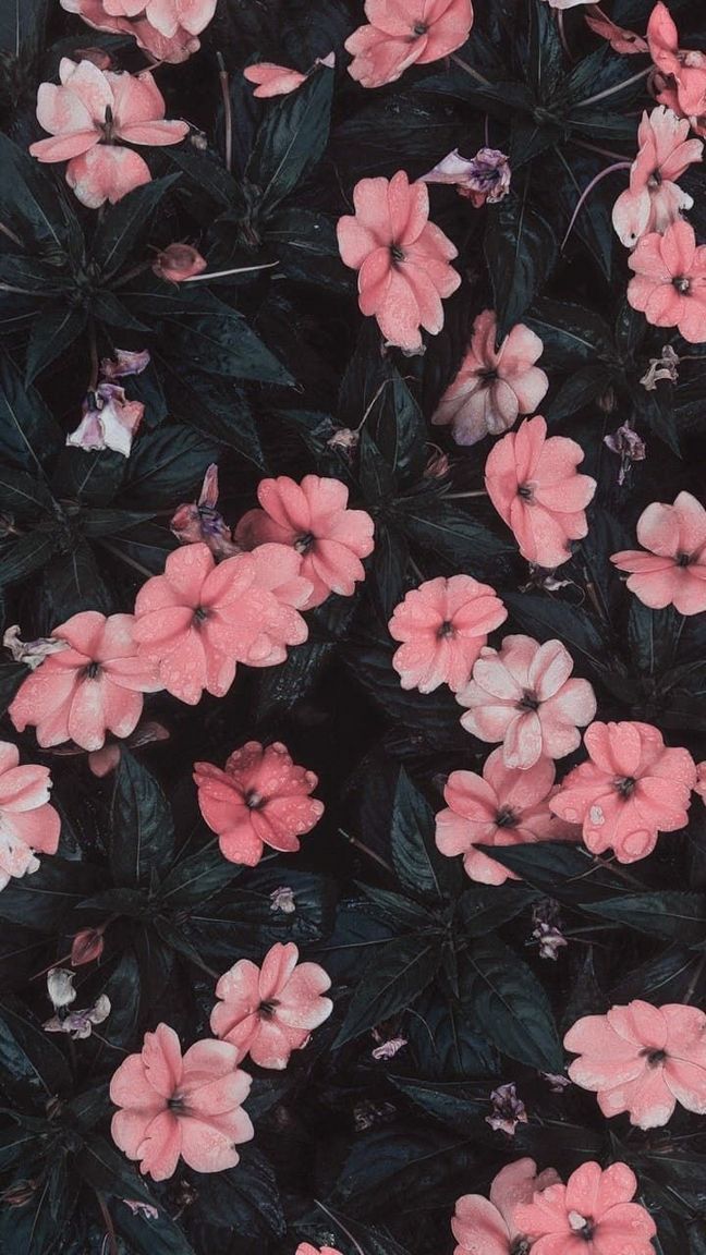30 Marvelous Flower Wallpaper für dein neues iPhone Xtra Yummy Blog #Blog 2019 30 Marvelous Flower Wallpaper für dein neues iPhone Xtra Yummy Blog #Blog #Flower # für # dein #iPhone The post 30 Marvelous Flower Wallpaper für dein neues iP