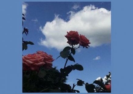 54+ Ideas For Flowers Vintage Wallpeaper Backgrounds #flowers