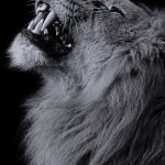 74+ Lion Iphone Wallpapers on WallpaperPlay click on the photo to see more information about that