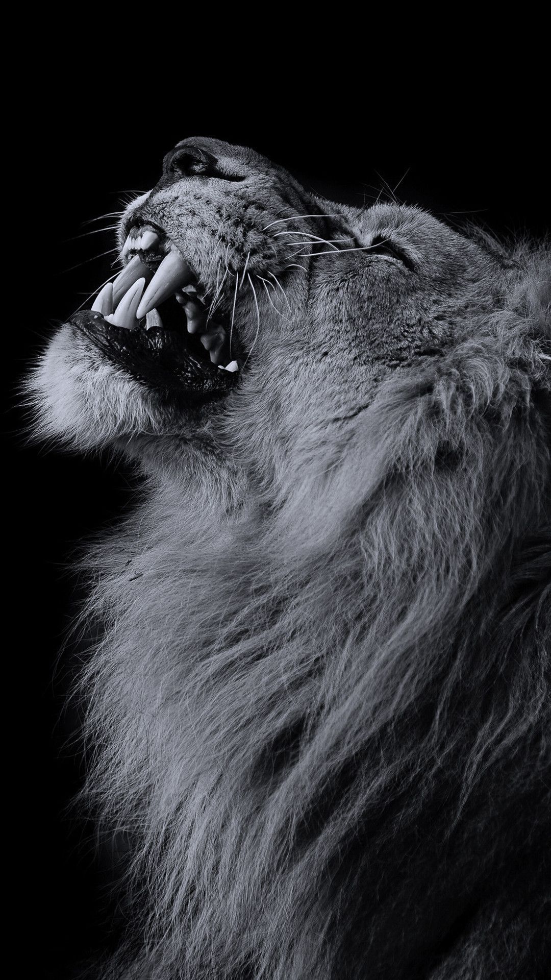 74+ Lion Iphone Wallpapers on WallpaperPlay click on the photo to see more information about that