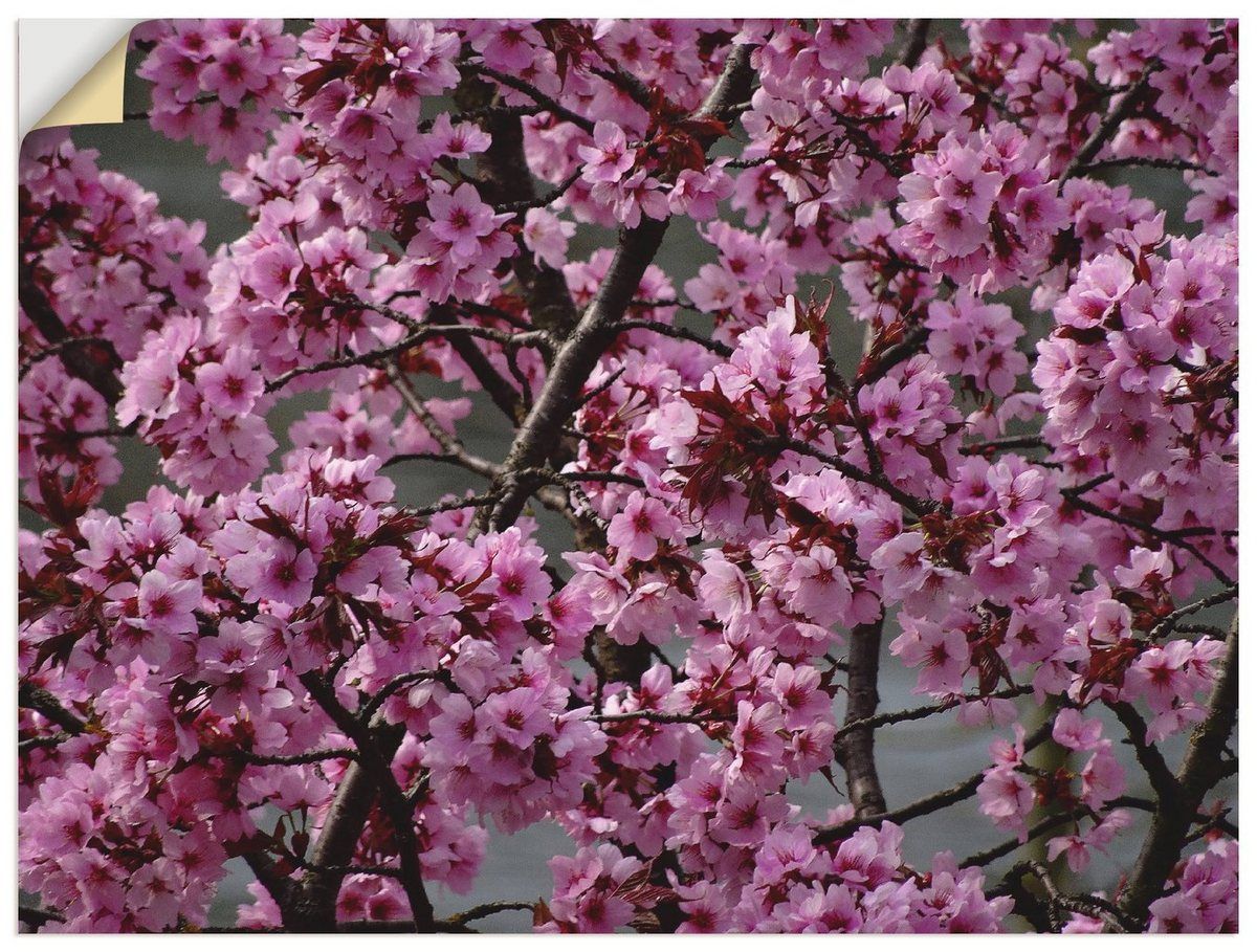 Premium Wandfolie »Kattobello: Japanische Zierkirschen Blüte«