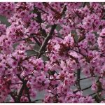 Premium Wandfolie »Kattobello: Japanische Zierkirschen Blüte«