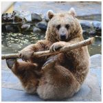 Wandfolie »Elke Schmid-Neebe: Bär«