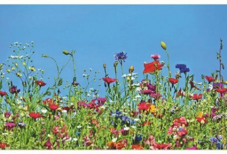 Premium Wandfolie »fotoping: Blumenwiese«