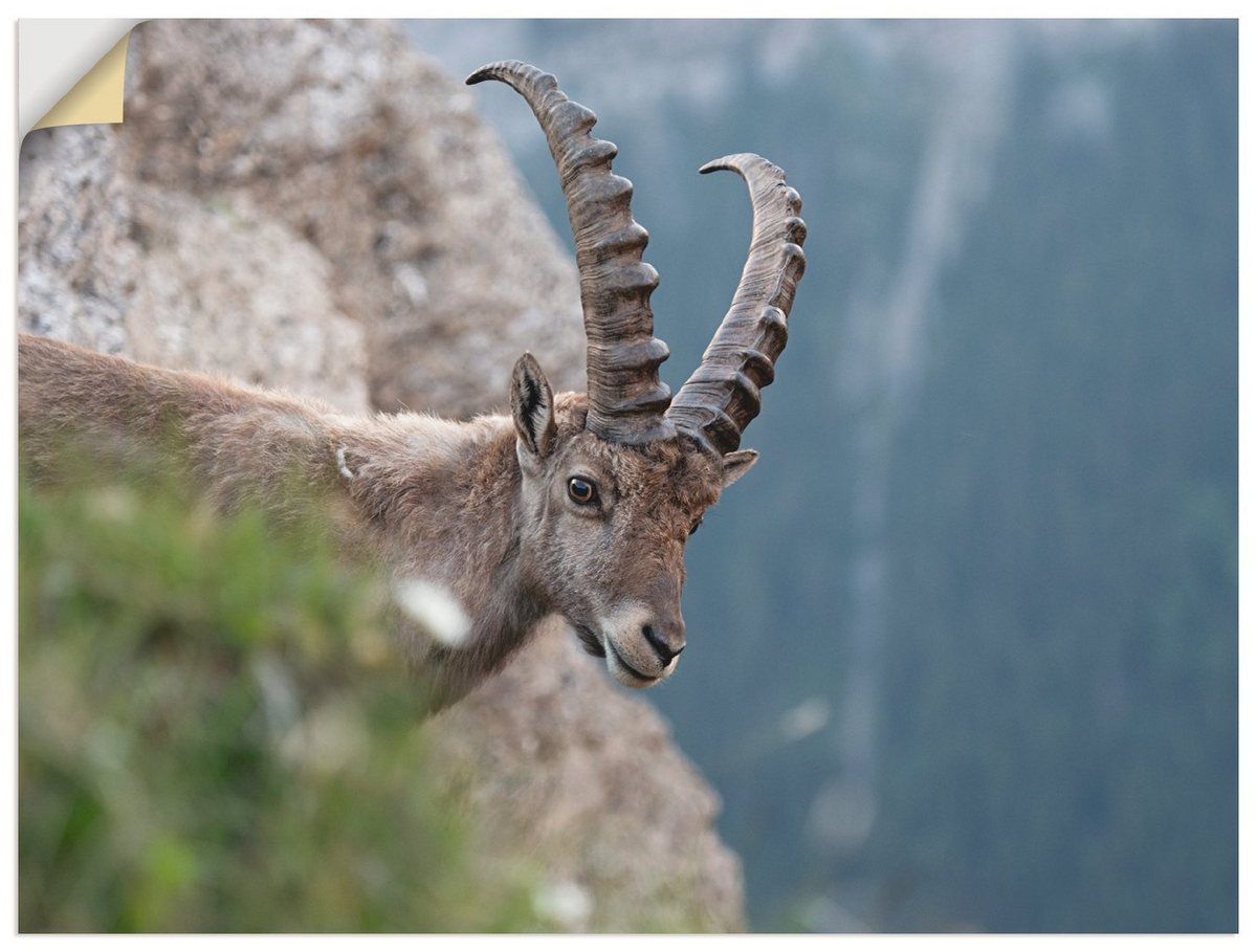 Premium Wandfolie »Elke Schmid-Neebe: Steinbock«