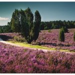 Premium Wandfolie »K. Krause: Romantischer Weg, Lüneburger Heide«