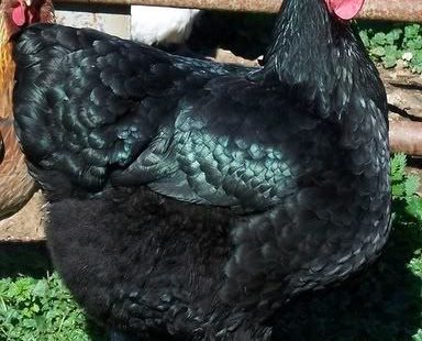 Persephone (Australorp) when she is all grown up!