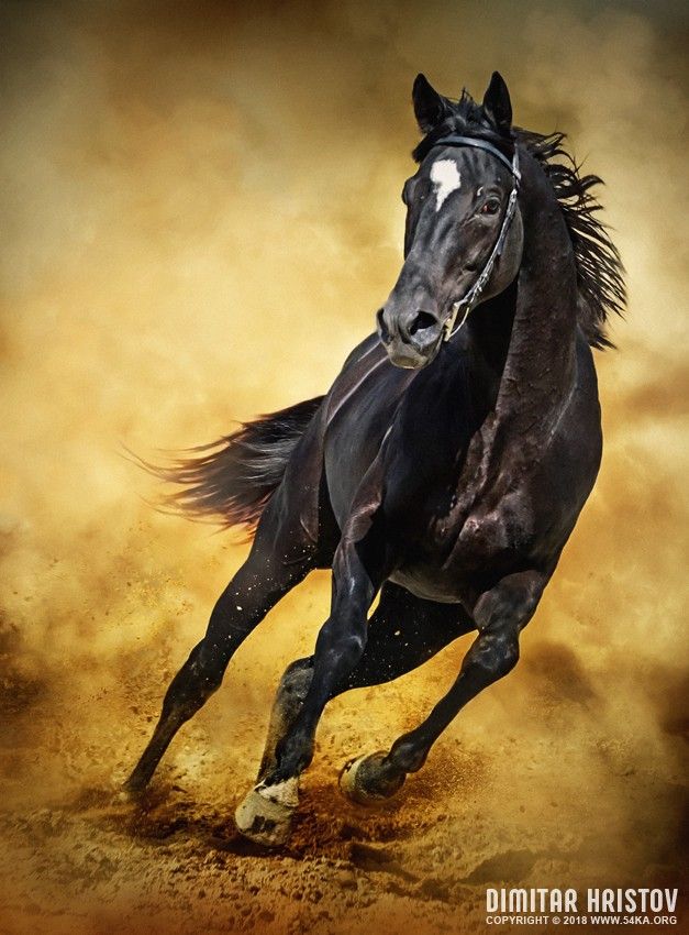 Black Horse – Running Wild photography photomanipulation featured equine photography animals  Photo