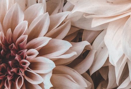 ,  - Blumen - #Blumen #hintergrundbildernatur