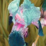 Carnival of color: 30 of the most incredible multi-colored flowers in the world