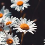 Chamomile wallpaper #sunflowerwallpaper Chamomile wallpaper #wallpaper #iphone #android #background