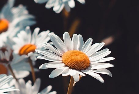 Chamomile wallpaper #sunflowerwallpaper Chamomile wallpaper #wallpaper #iphone #android #background