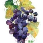 Set of 2 watercolor grapes. Watercolors can be used for postcards, various invitations... You can print on heavy paper, placed in a frame and decorate the interior of your home. All files have a resolution of 300 pixels per inch and the size of 37 to 57 cm. Set of other