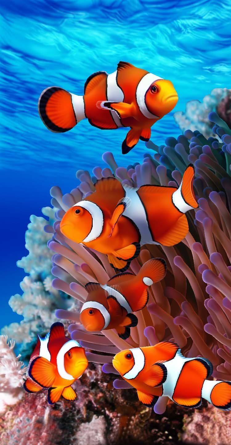 Coral Reef Nemo Endangered Beach Towel