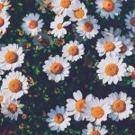 Cute chamomile