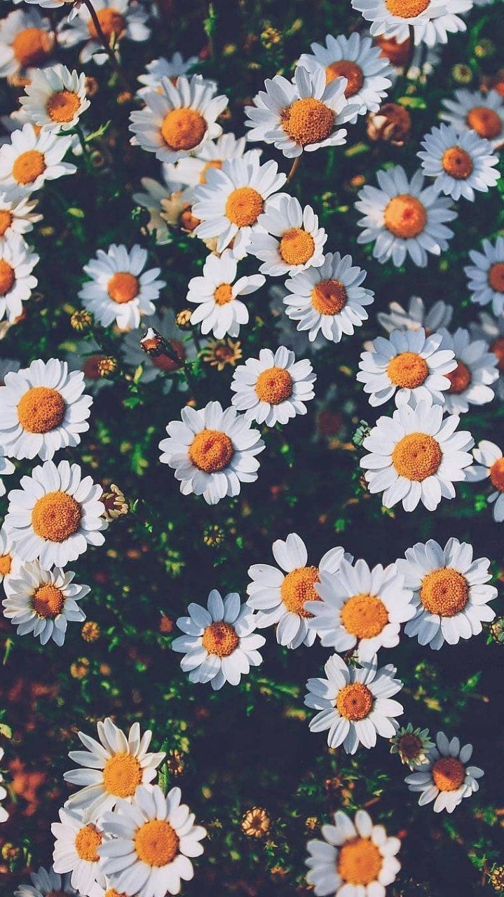 Cute chamomile