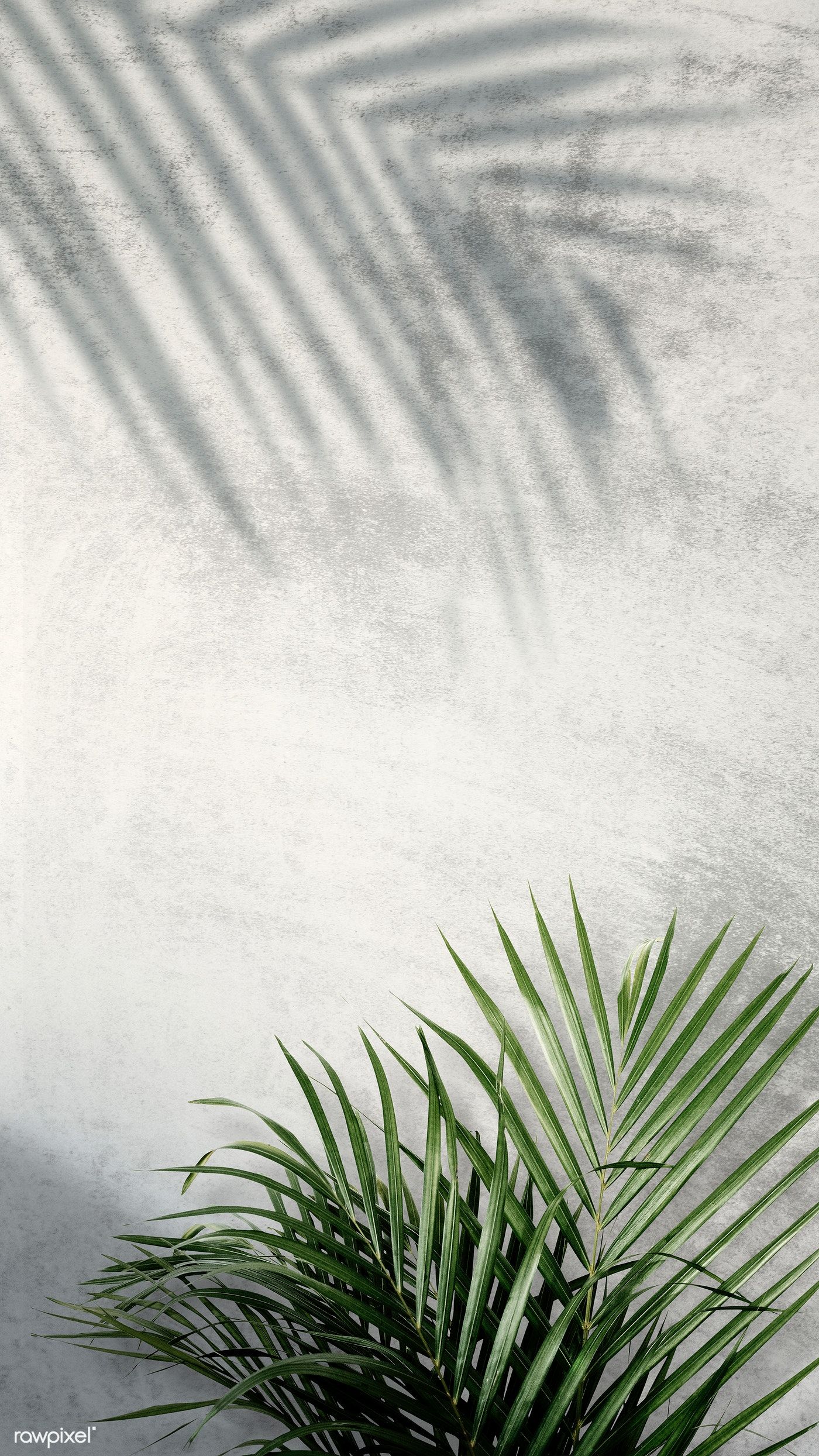 Areca palm shadows on a gray wall | premium image by rawpixel.com / Adj / HwangMangjoo / marinemynt