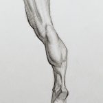 Drawing the Calves by Stan ProkopenkoHeres one of the upcoming assignment drawings for the calf muscles. I