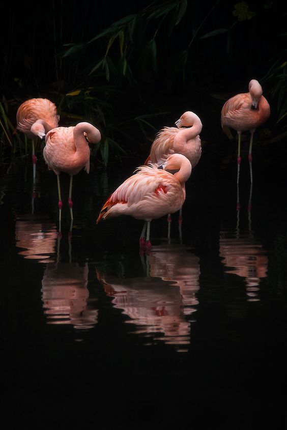 flic.kr/p/B69kzD | Flamingo | facebook // blog // website