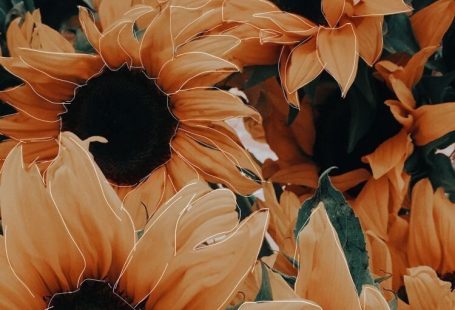 Gelbe Sonnenblume ästhetisch bearbeiten #asthetisch #bearbeiten #gelbe #sonnenblume