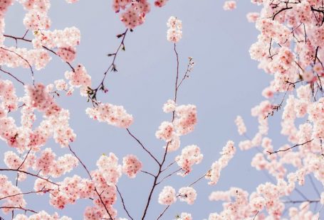 cherry blossom wallpaper free mobile