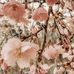 (notitle) Hintergründe, Hintergrund  - LIKE - #Hintergrund #Hintergründe #notitle