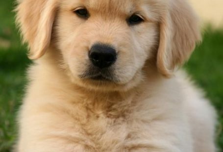 Hund #Wallpapers #sind #added. #Schön #und #niedlich