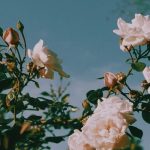 Image result for vintage aesthetic wallpapers - #aesthetic #Image #result #Vintage #Wallpapers