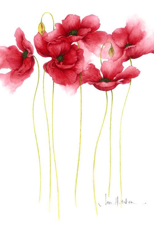 Poppies by Jan Harbon [so perfect]